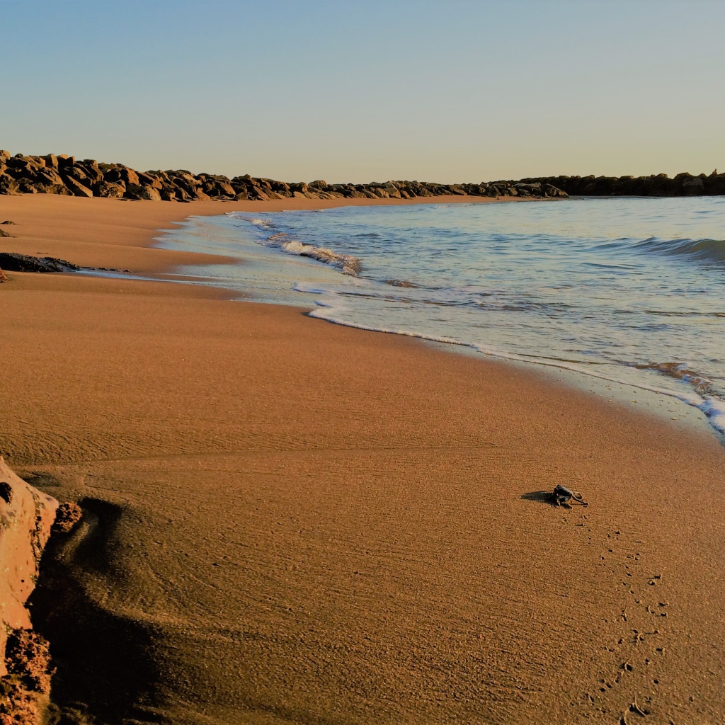 Камни на мокром песке к моря 