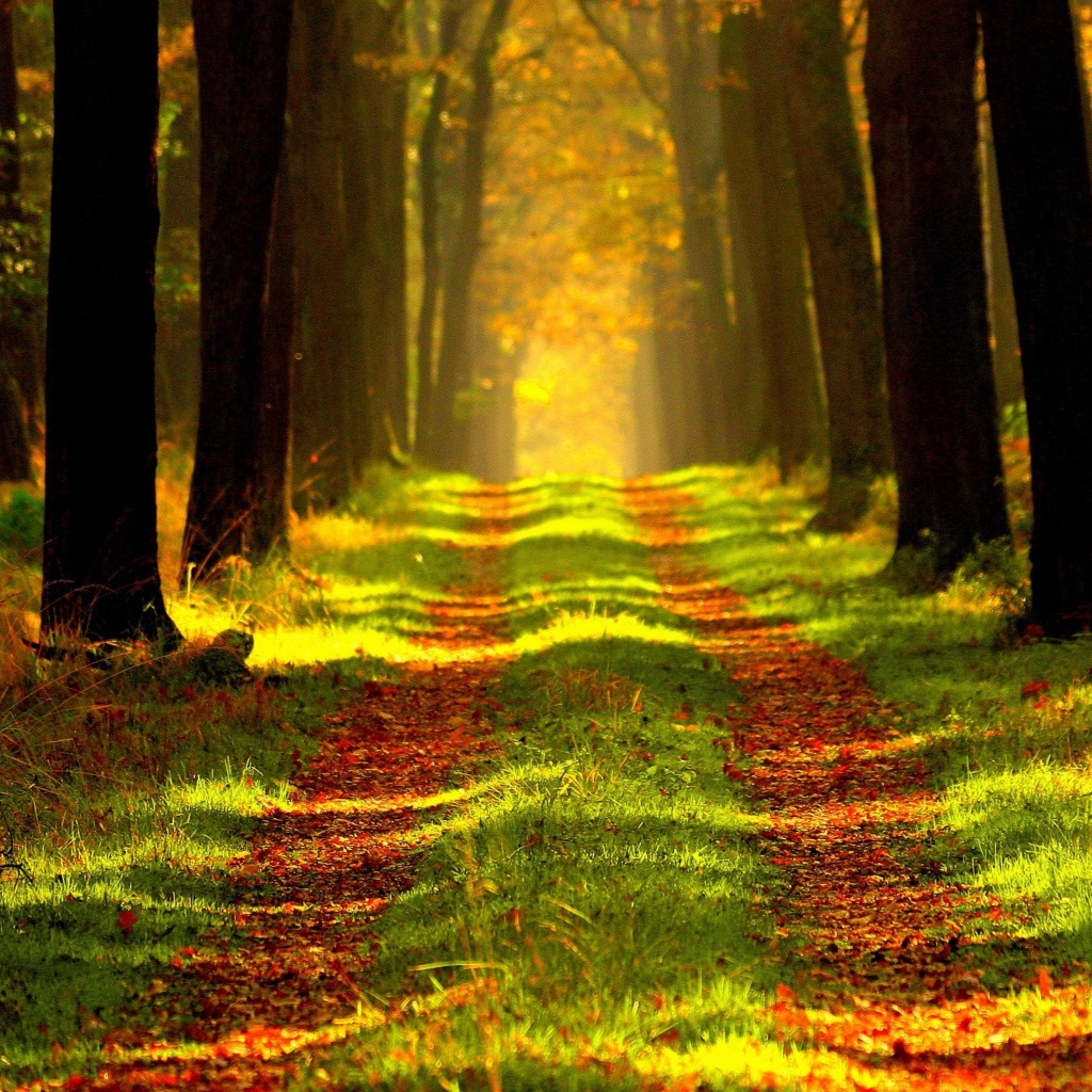 Покрытая листвой дорога в осеннем лесу 