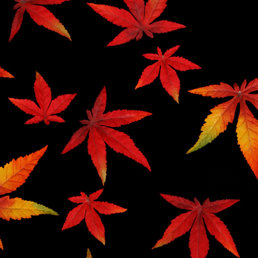 Оранжевые осенние листья на черном фоне