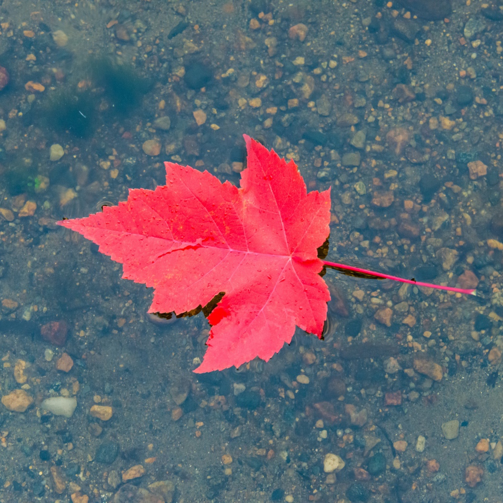 Красный осенний лист в воде 