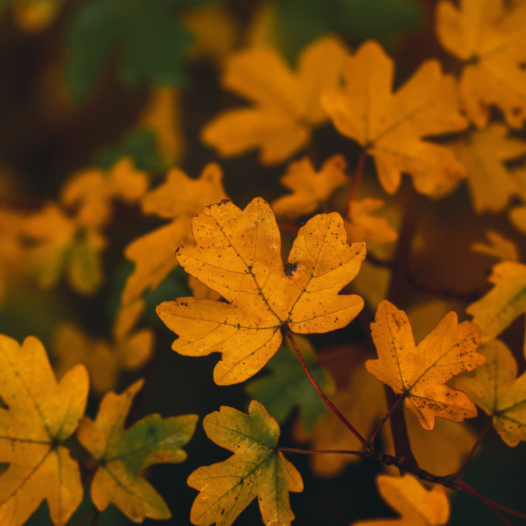 Желтые осенние листья на ветках крупным планом