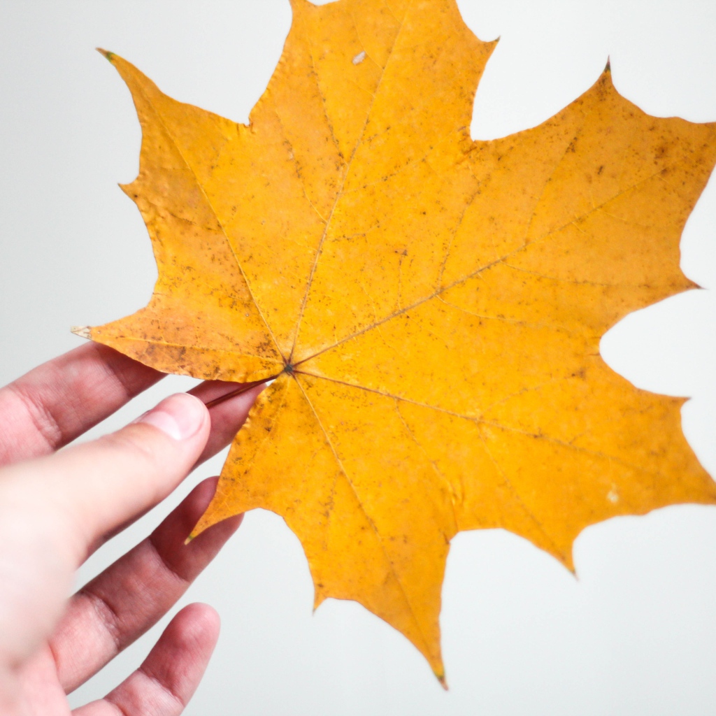 Yellow maple leaf in hand on gray background
