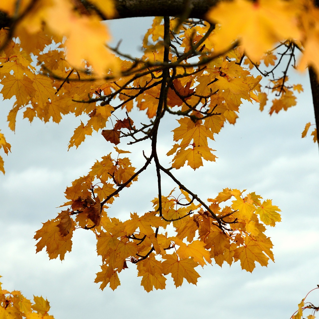 Желтые кленовые листья на дереве
