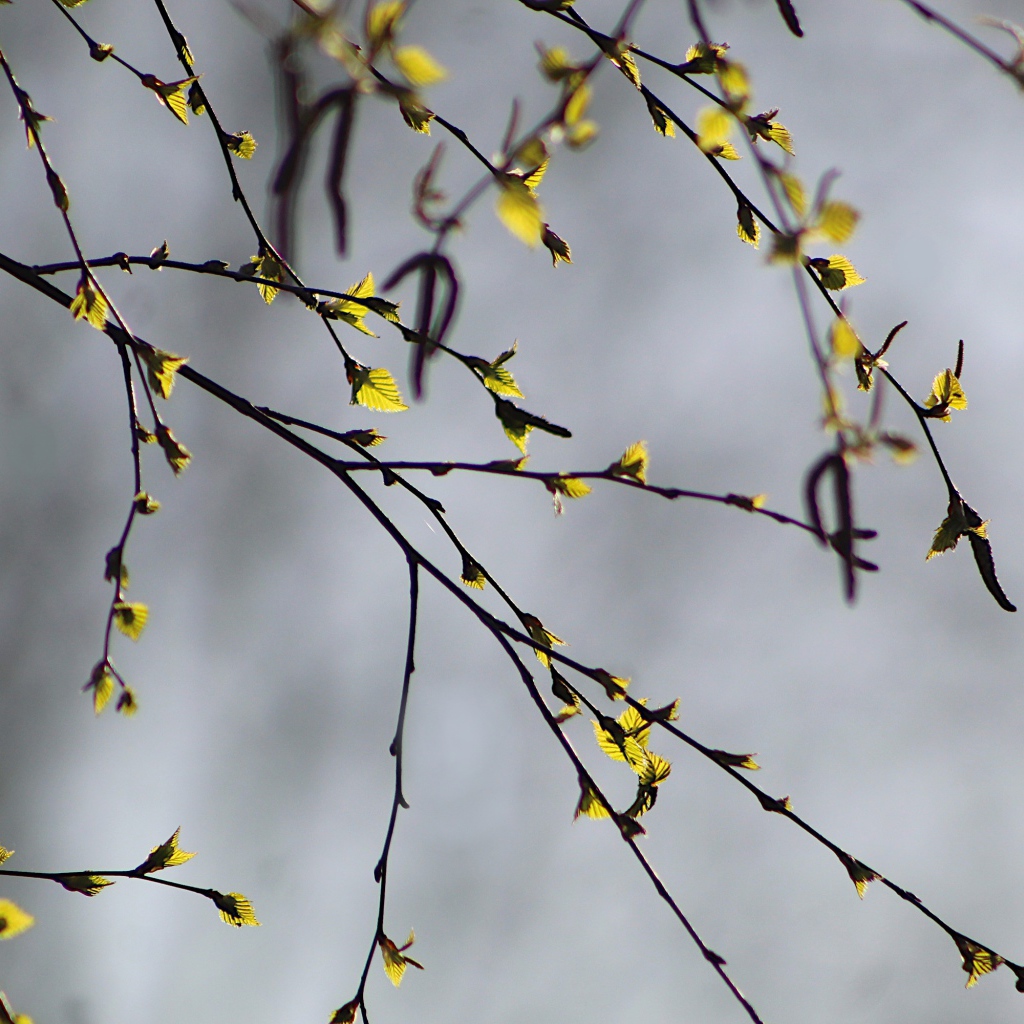Молодые листья распускаются на ветке березы весной