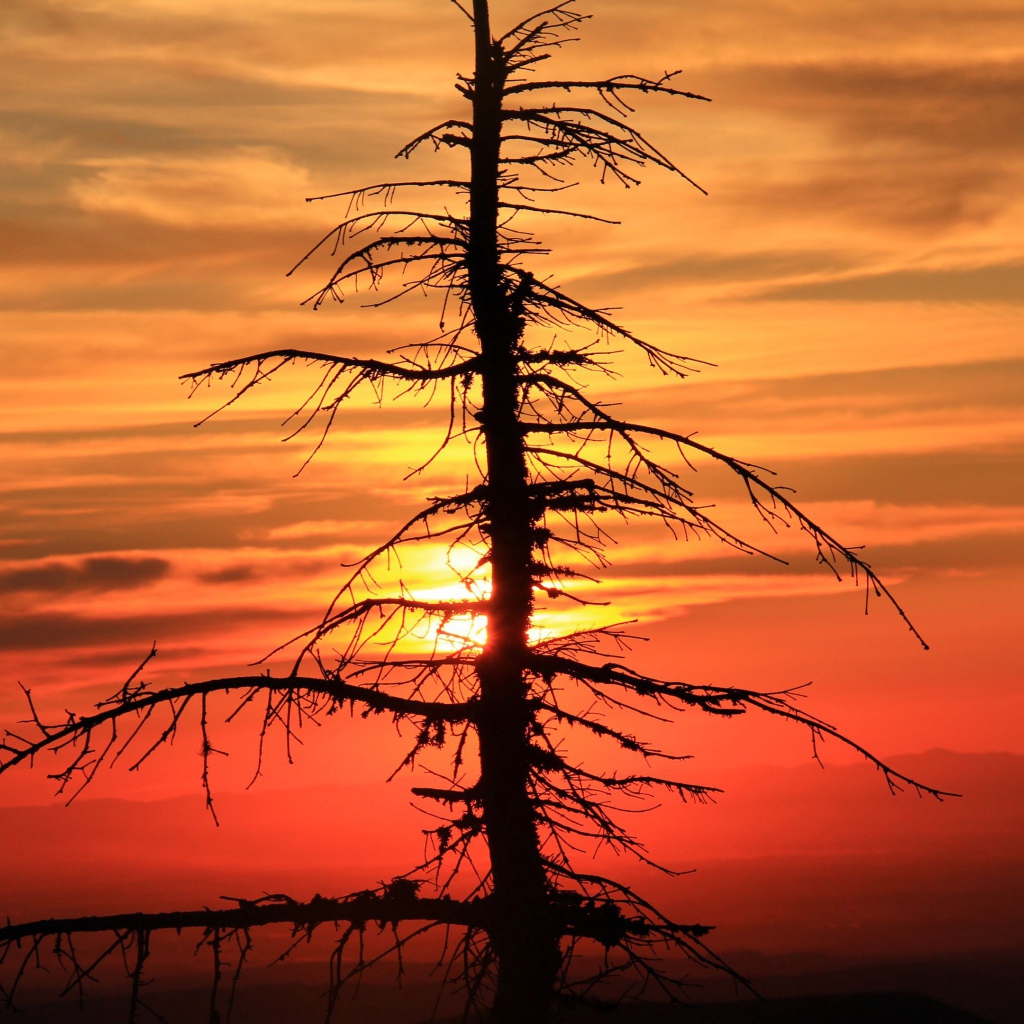 Сухое дерево ели на закате солнца