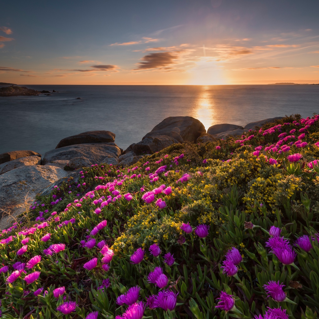 Розовые цветы на берегу моря на закате солнца 