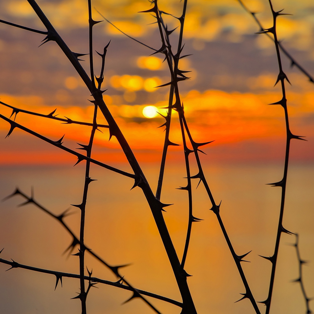 Колючие ветки дерева на закате солнца