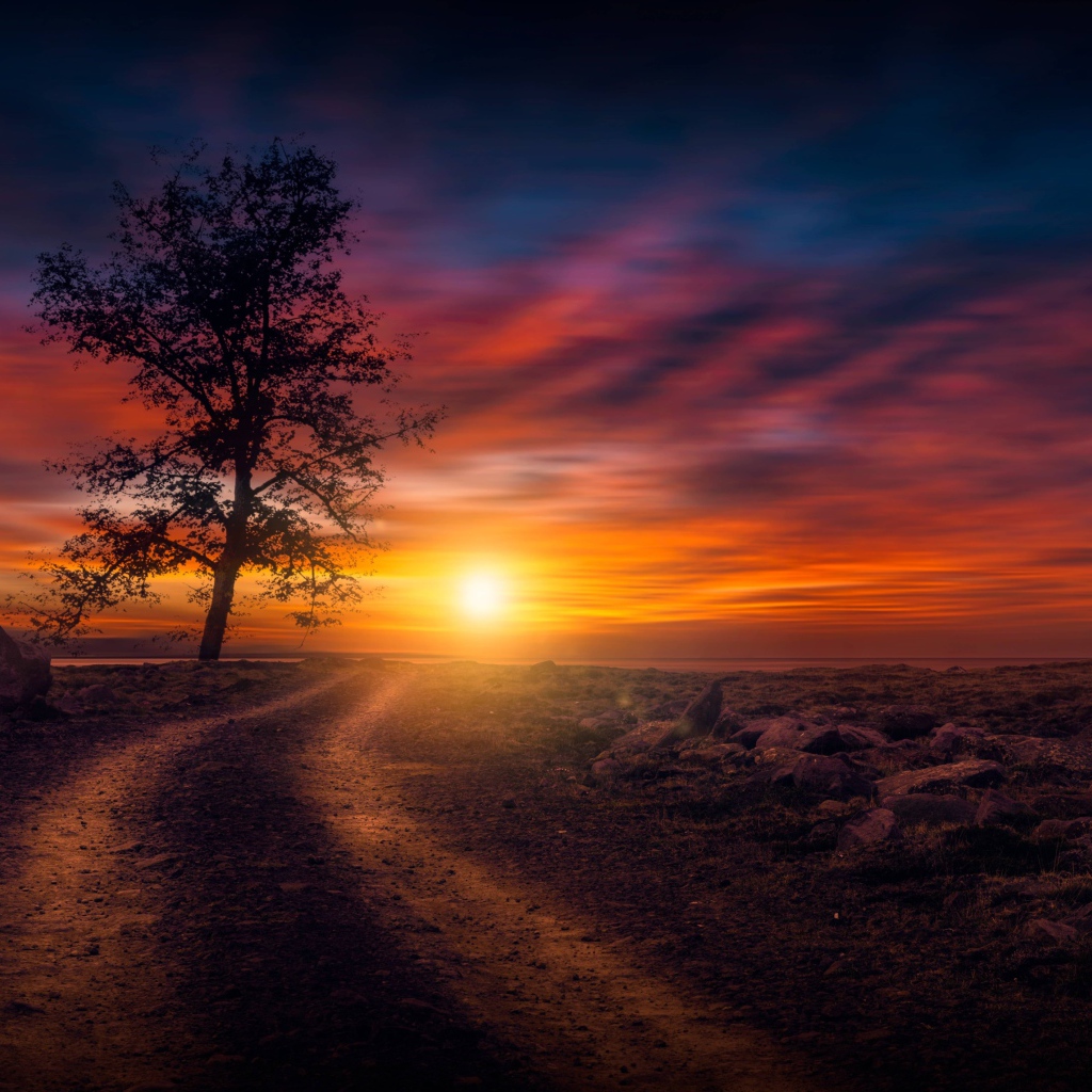 Дерево у дороги на закате солнца в небе 