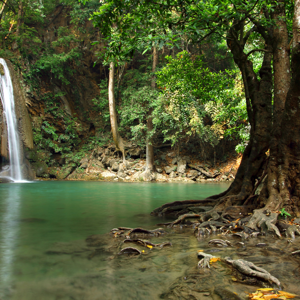 Большое дерево в воде на фоне лесного водопада
