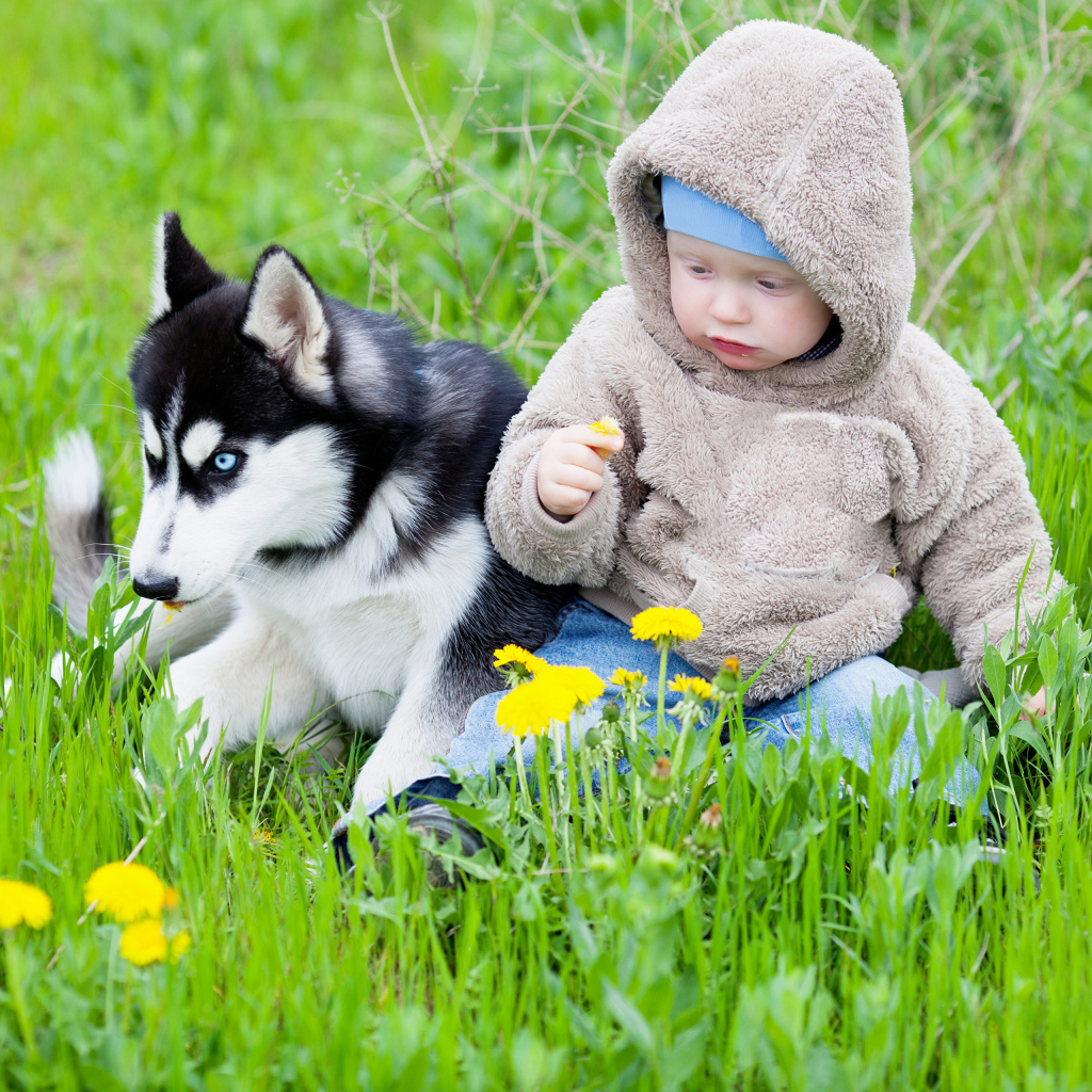Маленький ребенок сидит в зеленой траве с хаски 