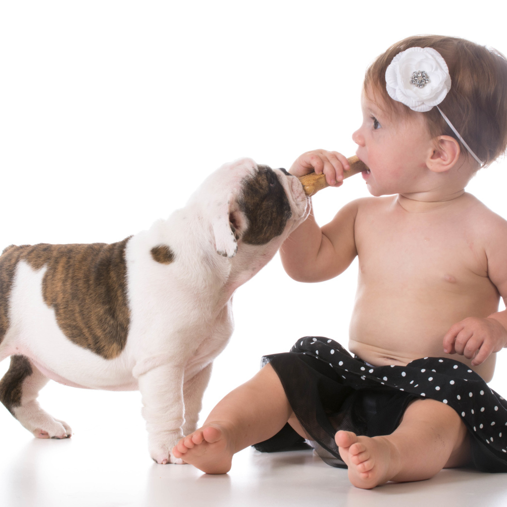 Маленькая девочка с щенком бульдога на белом фоне