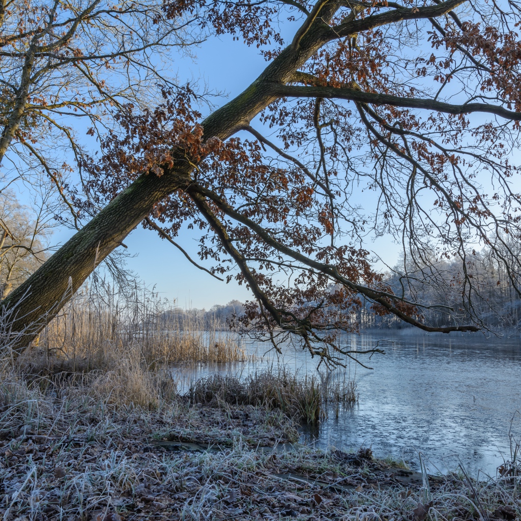 Покрытые инеем деревья и трава на берегу реки зимой 
