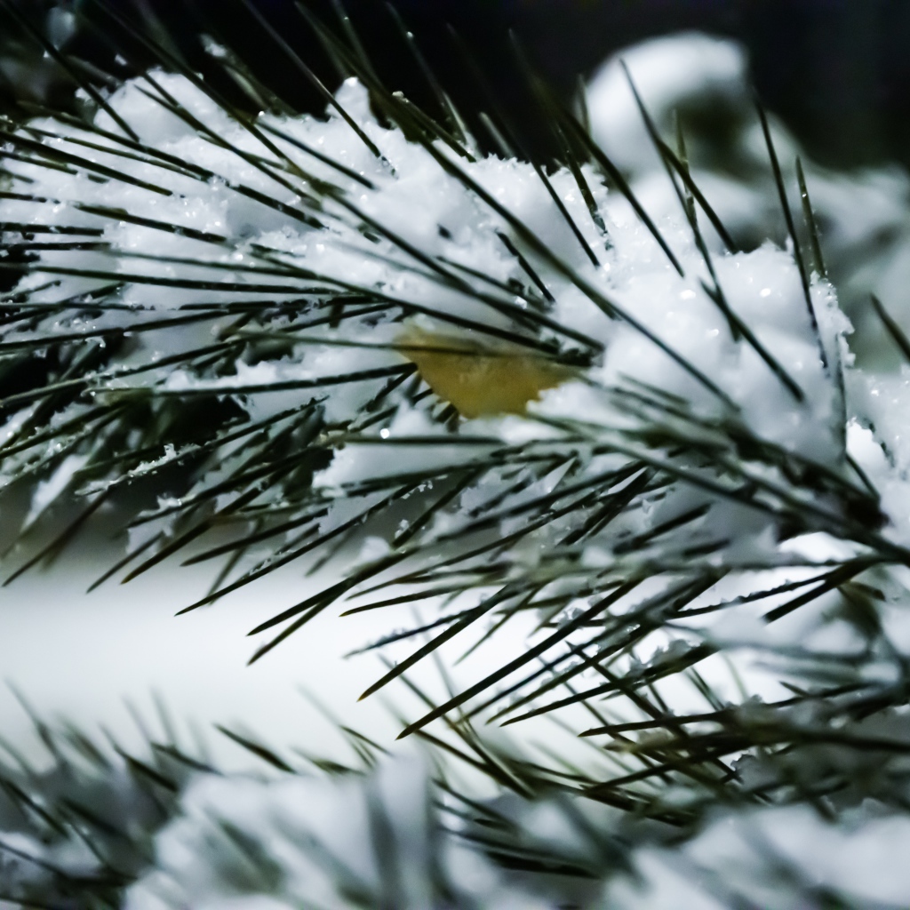 Snow covered pine branch with green needles close up