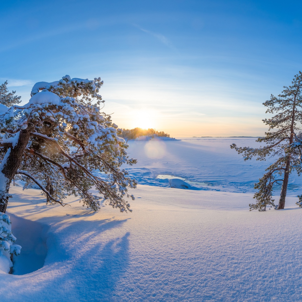 Покрытые снегом деревья в лучах зимнего солнца в голубом небе