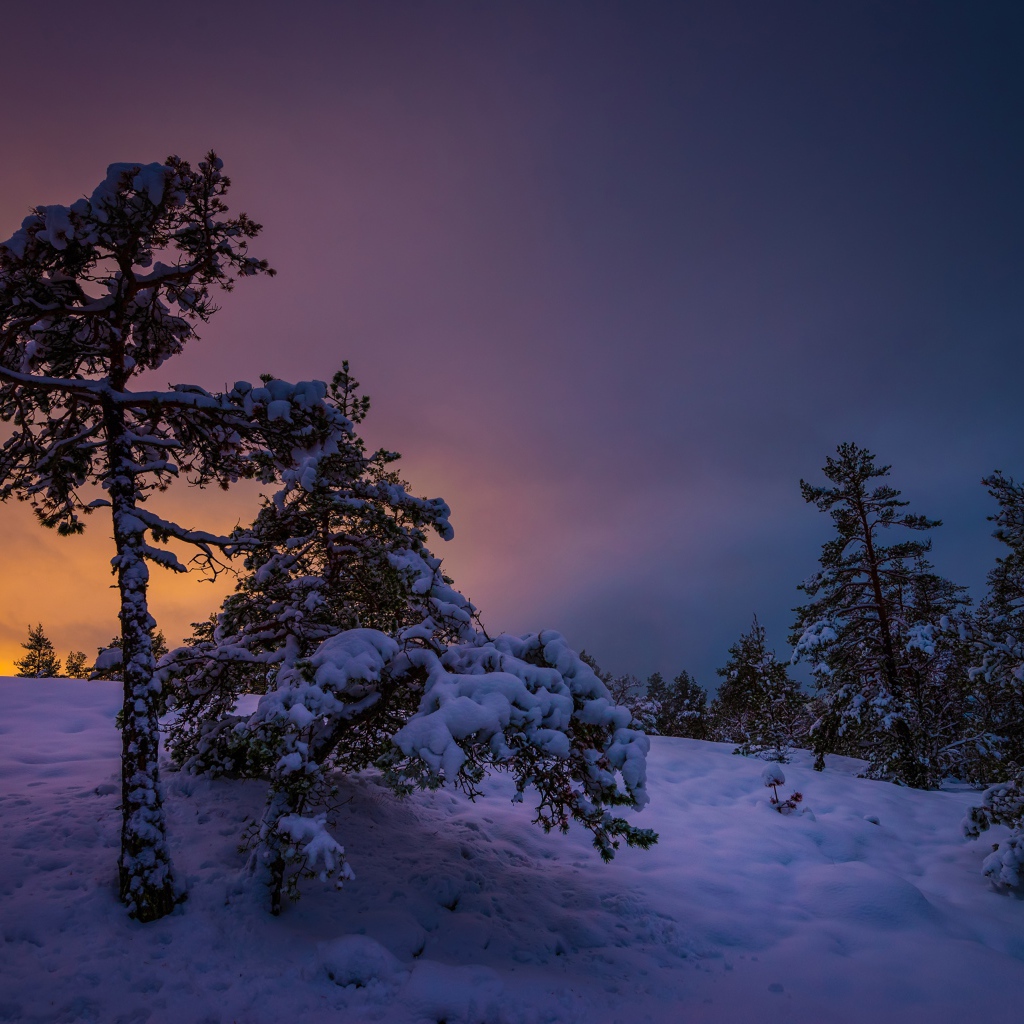 Деревья покрыты снегом на закате