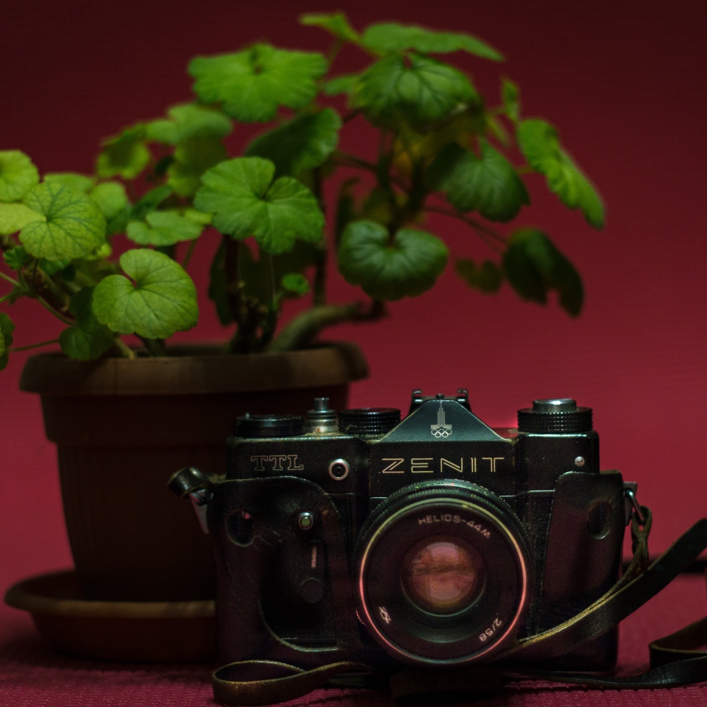 Old zenit camera on the table with geranium flower
