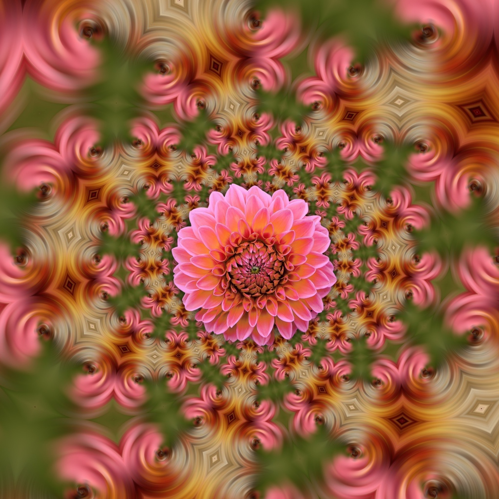 Розовый цветок георгина на абстрактном фоне