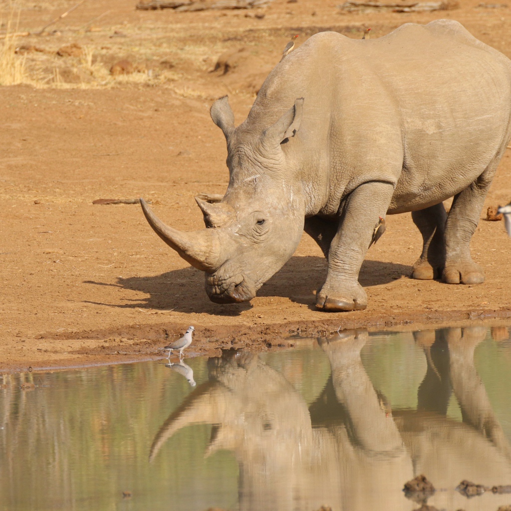 Большой носорог отражается в воде