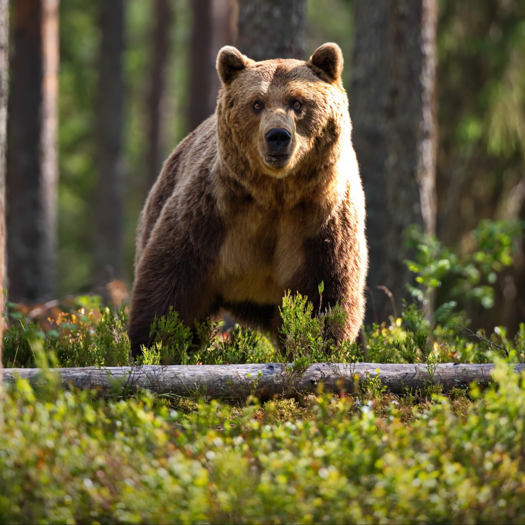 Большой бурый медведь в лесу на траве