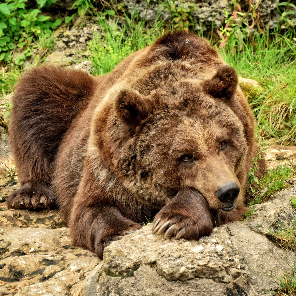 Большой бурый медведь лежит на камне 