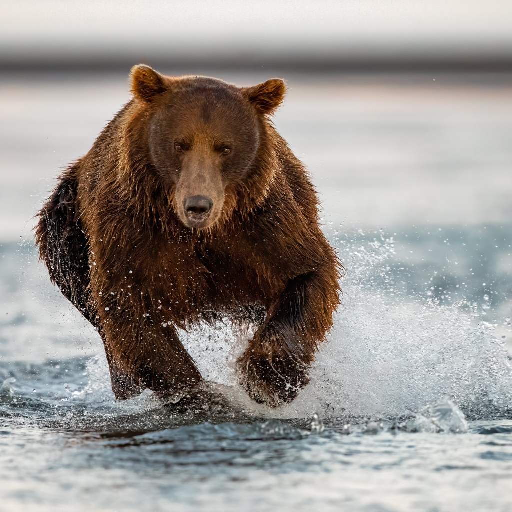 Большой бурый медведь бежит по воде
