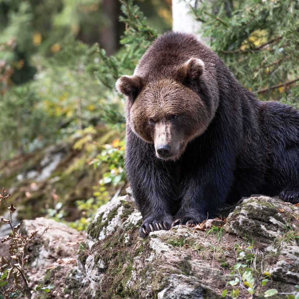 Большой бурый медведь сидит на камне