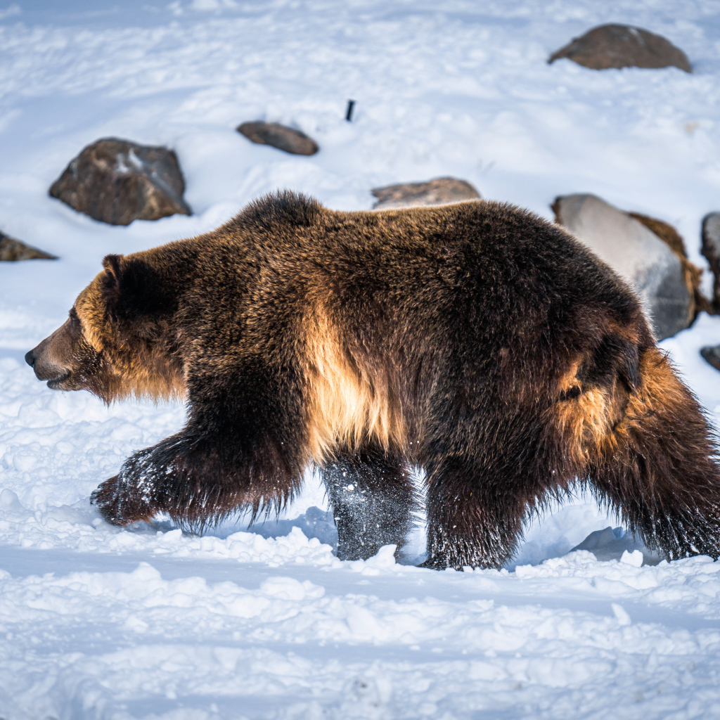 Большой бурый медведь идет по белому снегу 