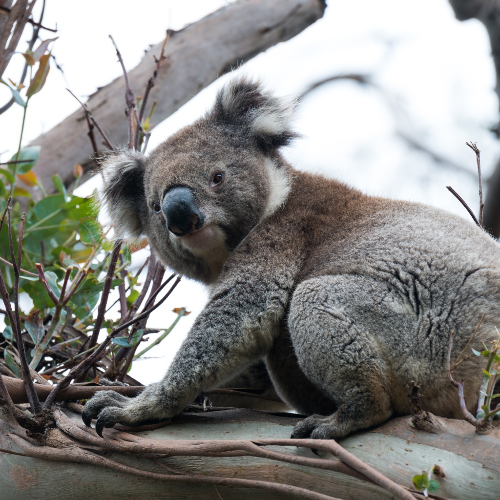 Big koala sitting on a tree branch
