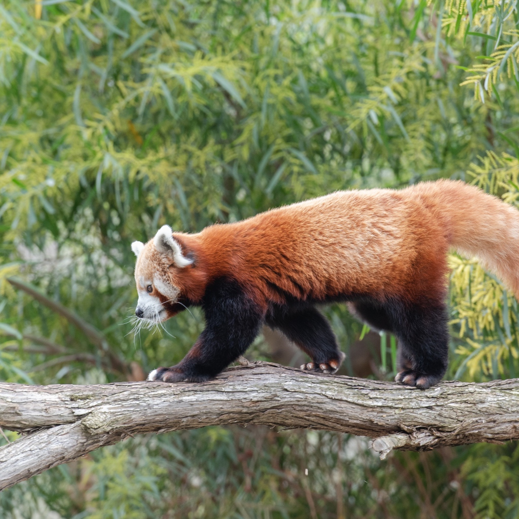 Красная панда гуляет по дереву 