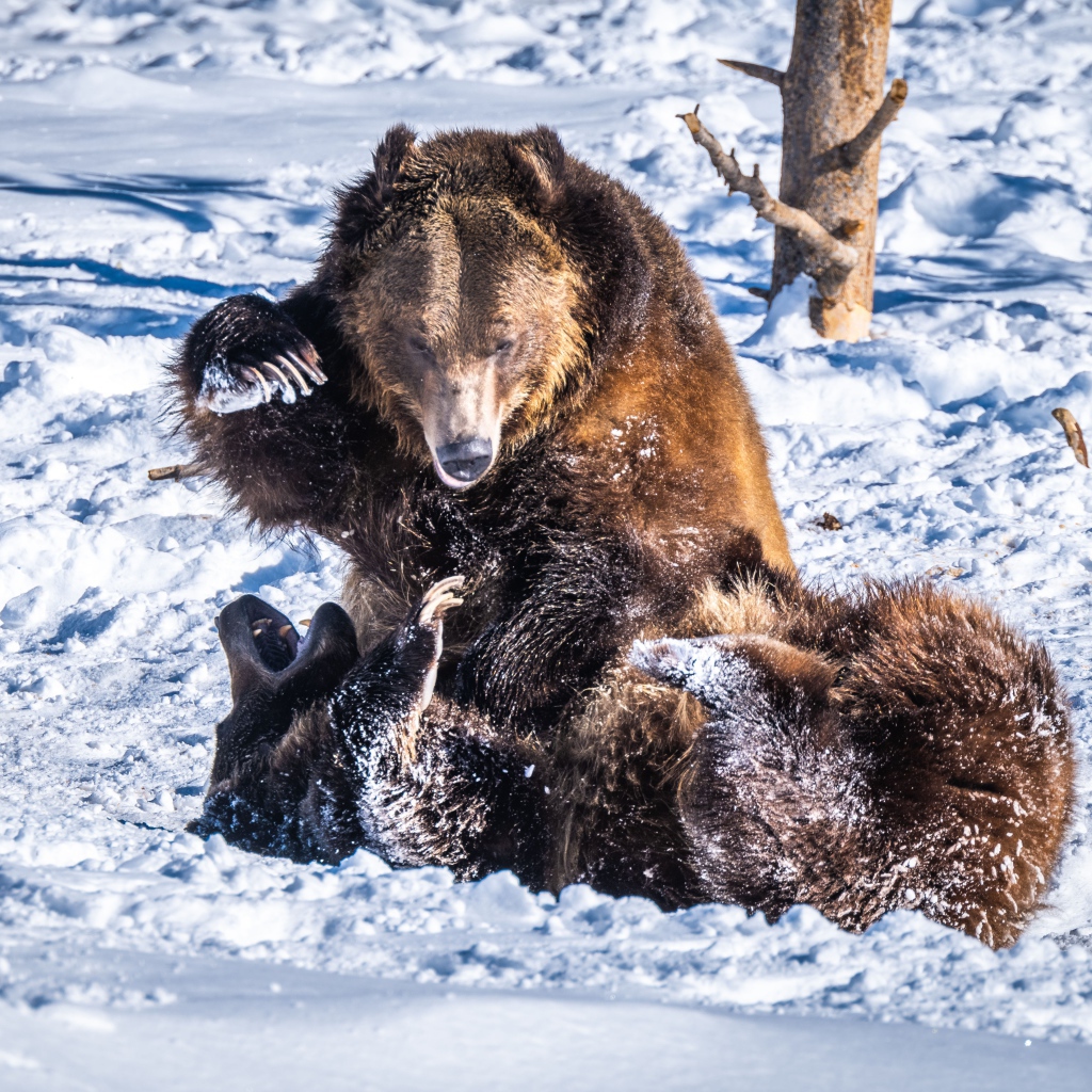 Два бурых медведя дерутся на снегу