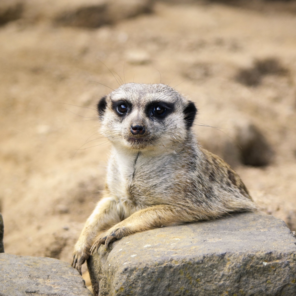 Забавный сурикат лежит на камне 