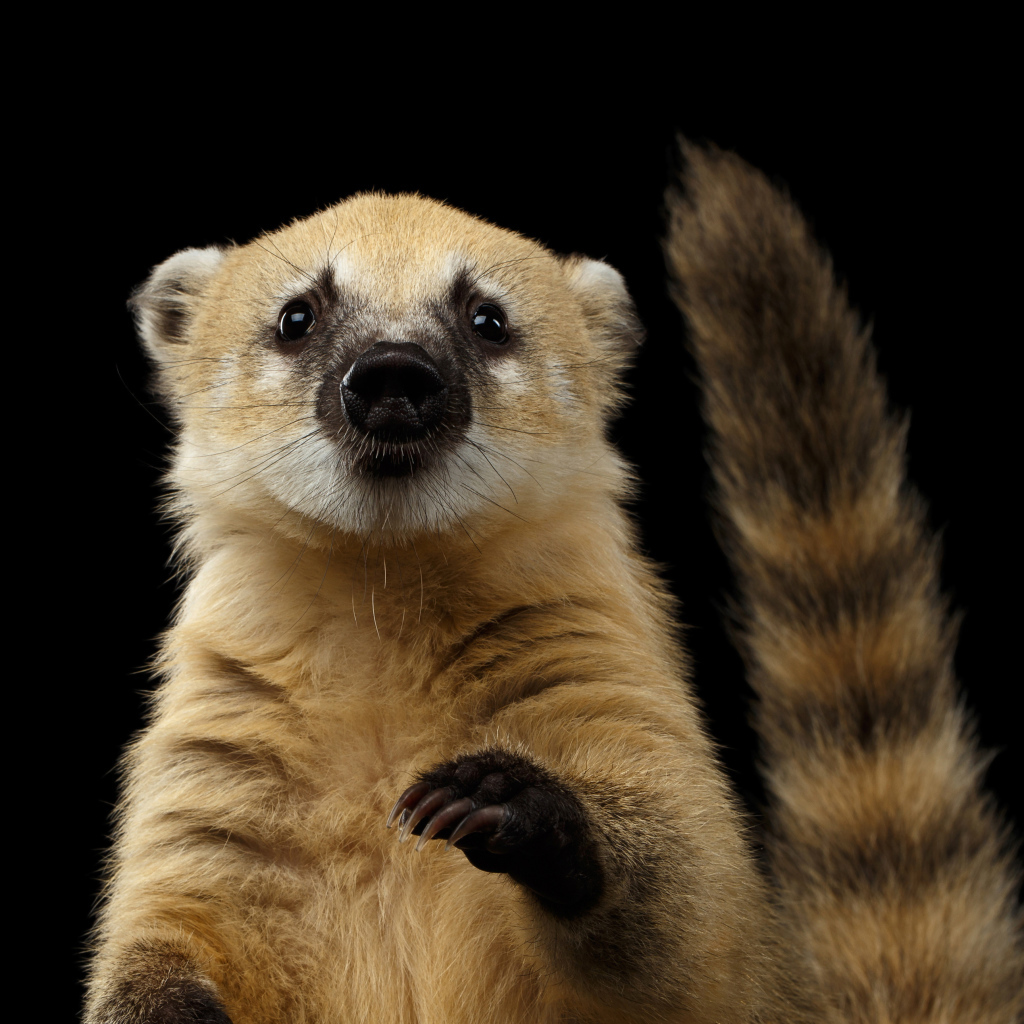 Обыкновенная носуха на черном фоне