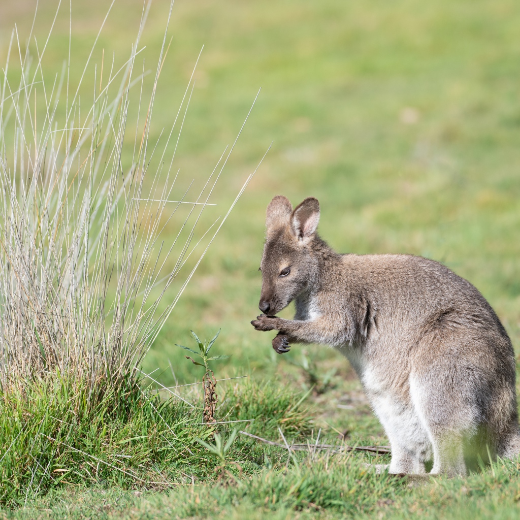 Серый кенгуру сидит на зеленой траве