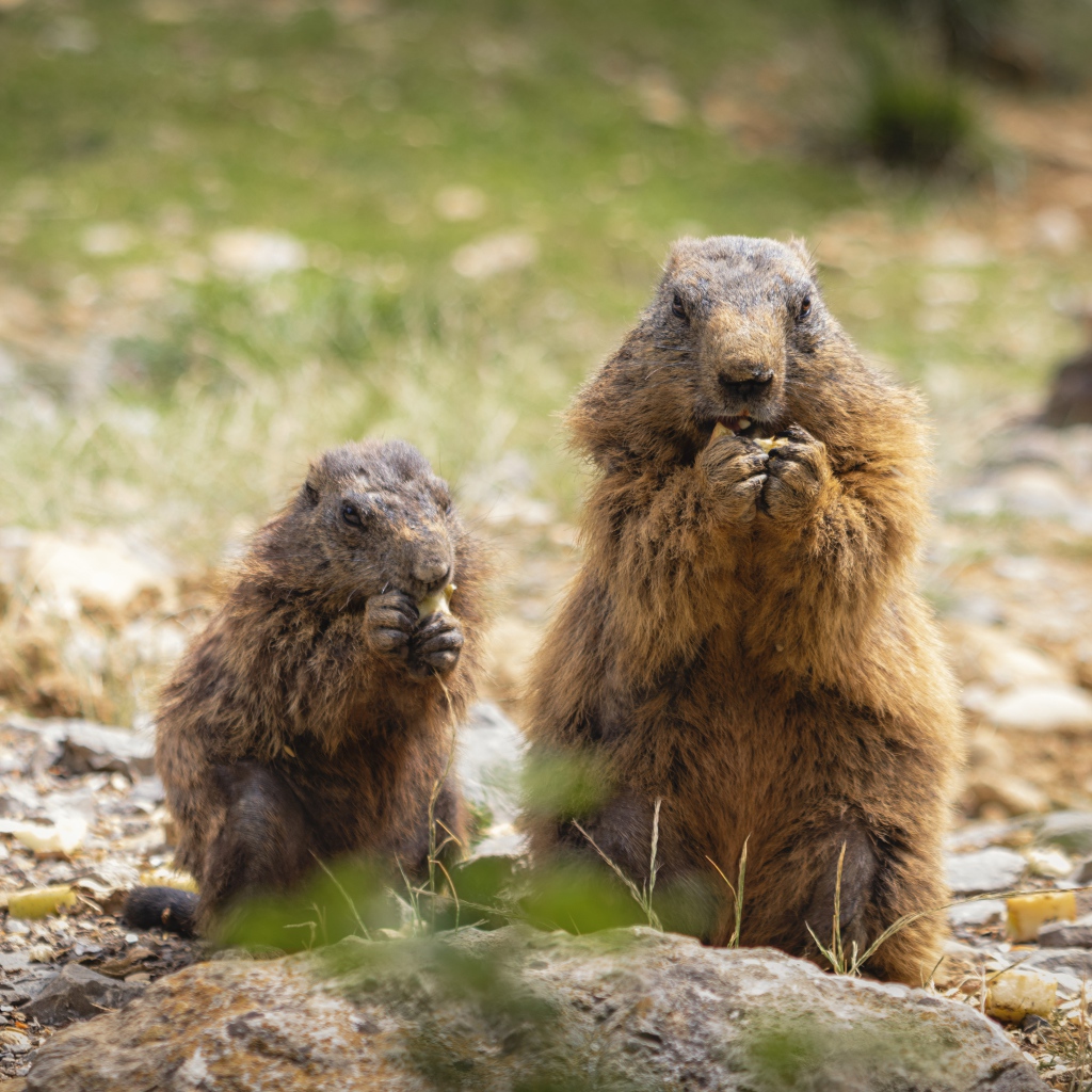 Сурок с детенышем едят корм 
