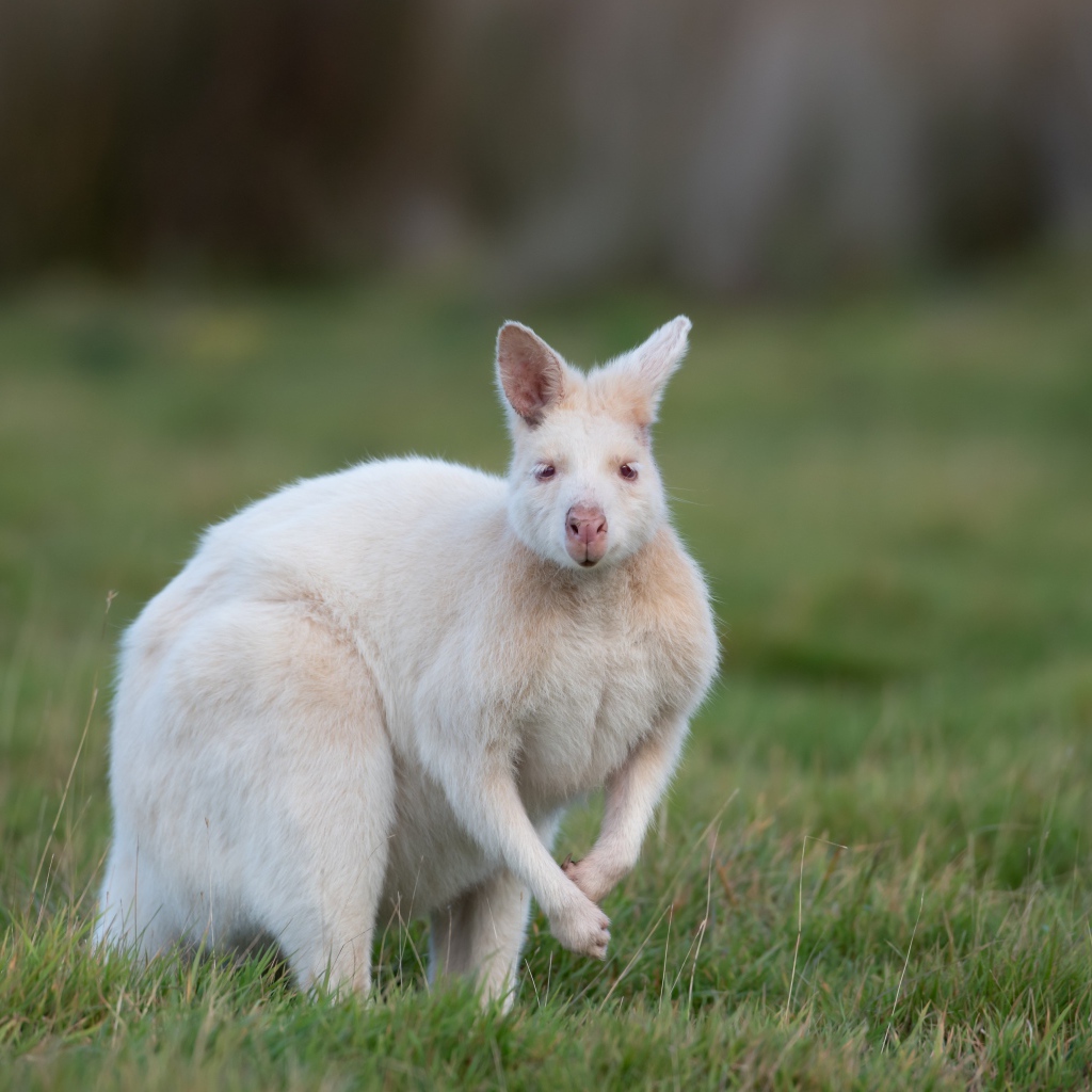 Белый кенгуру на зеленой траве 