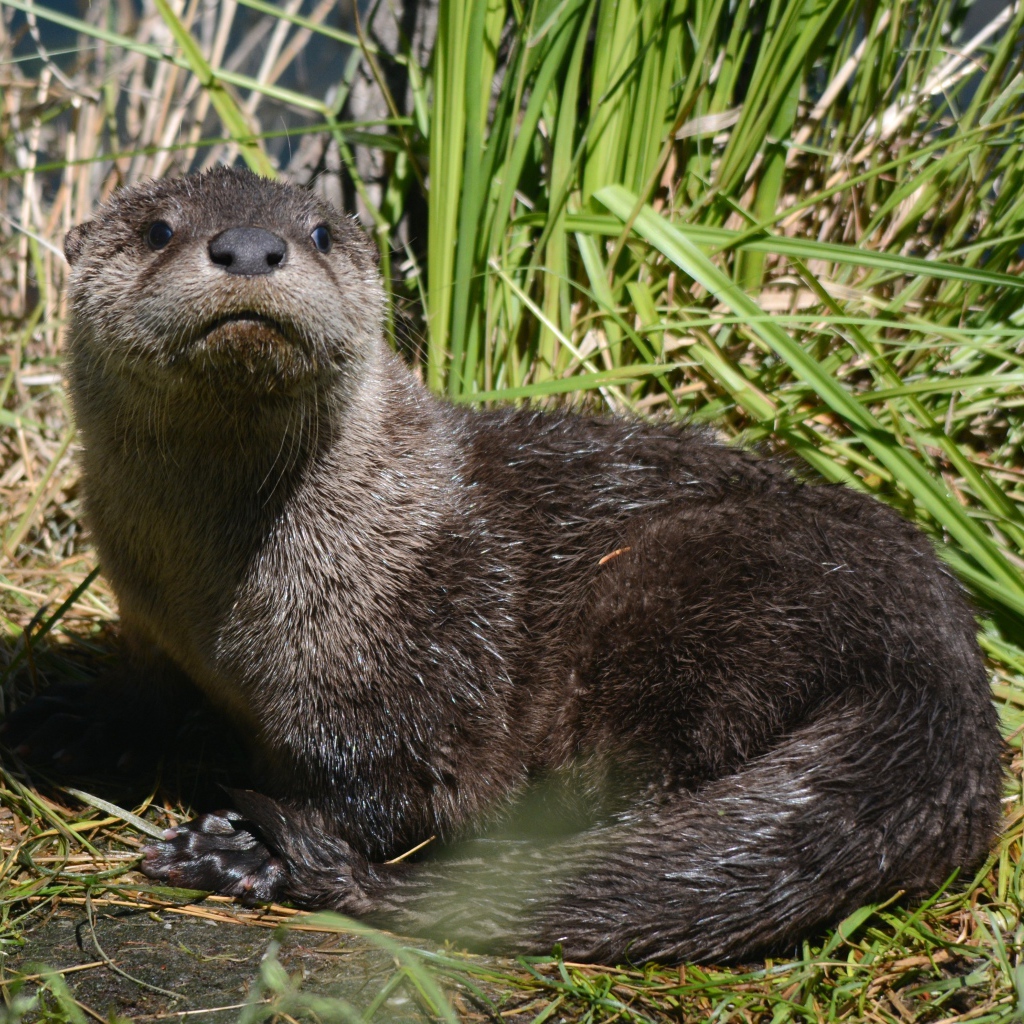 Young otter in the reeds by the water