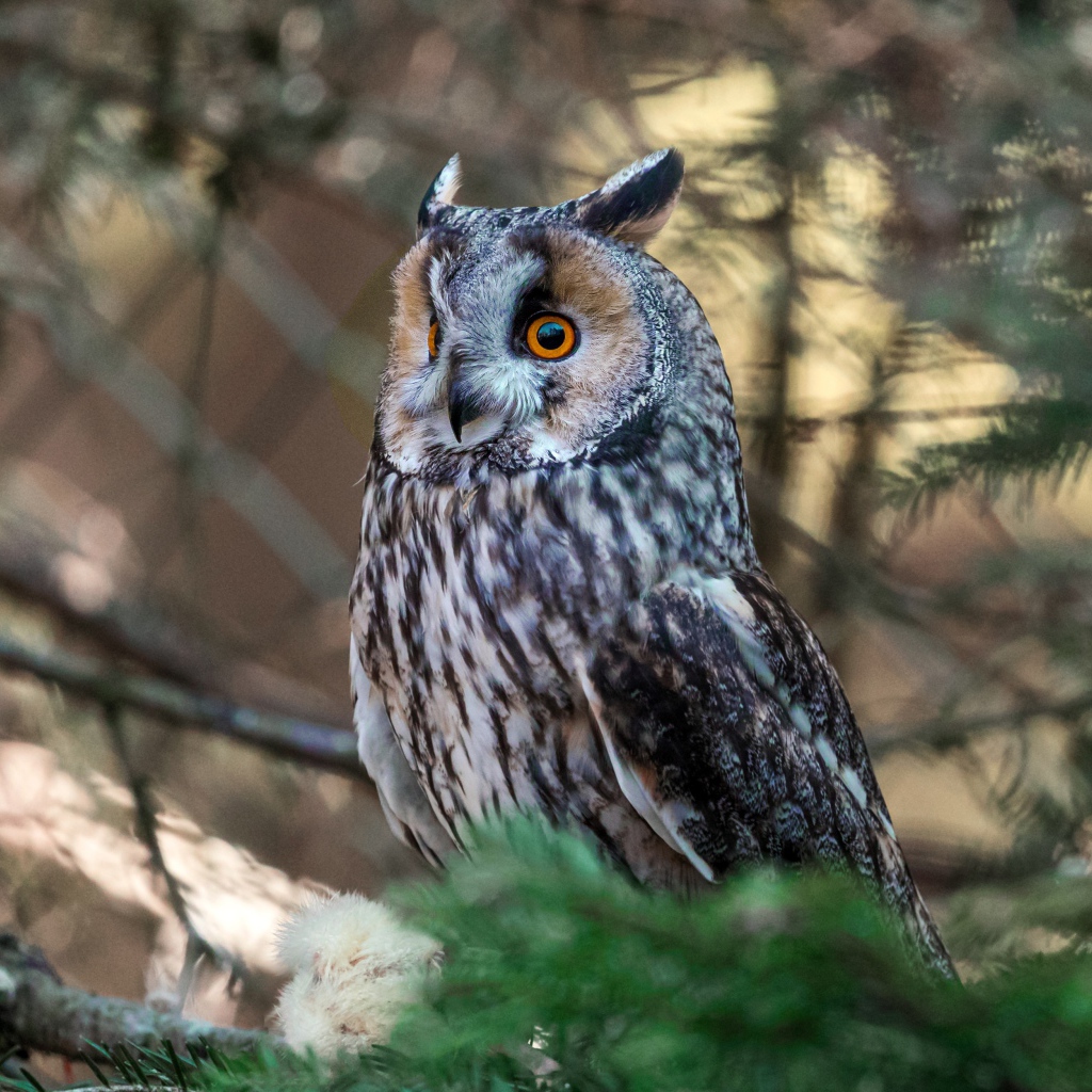 Большая ушастая сова сидит на ветке ели