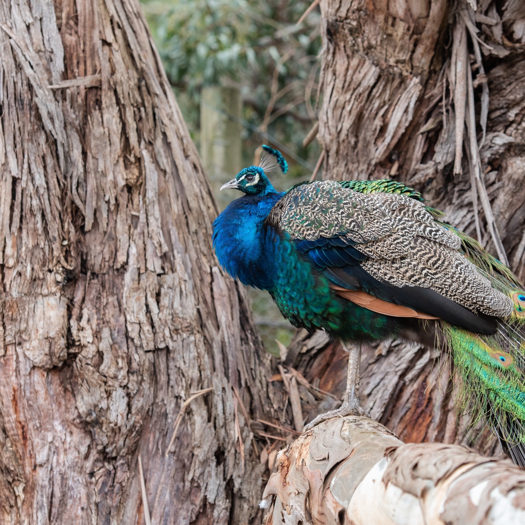 Большой фазан сидит на дереве