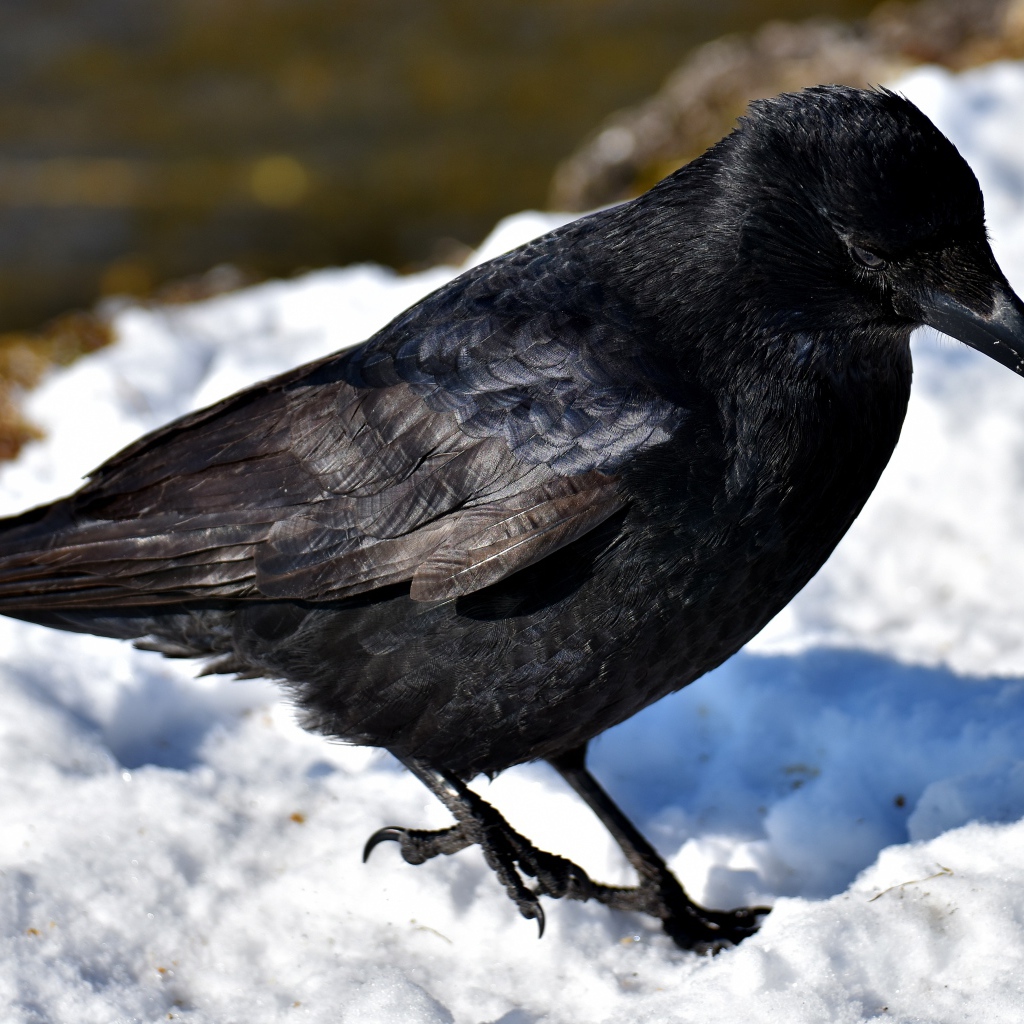 Черный ворон стоит на холодном снегу 