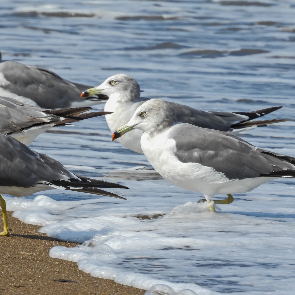Стая серых чаек в воде у моря 