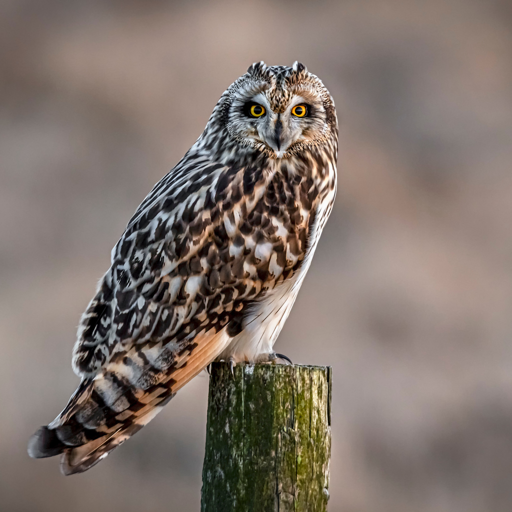 Большая серая птица сова сидит на дереве 