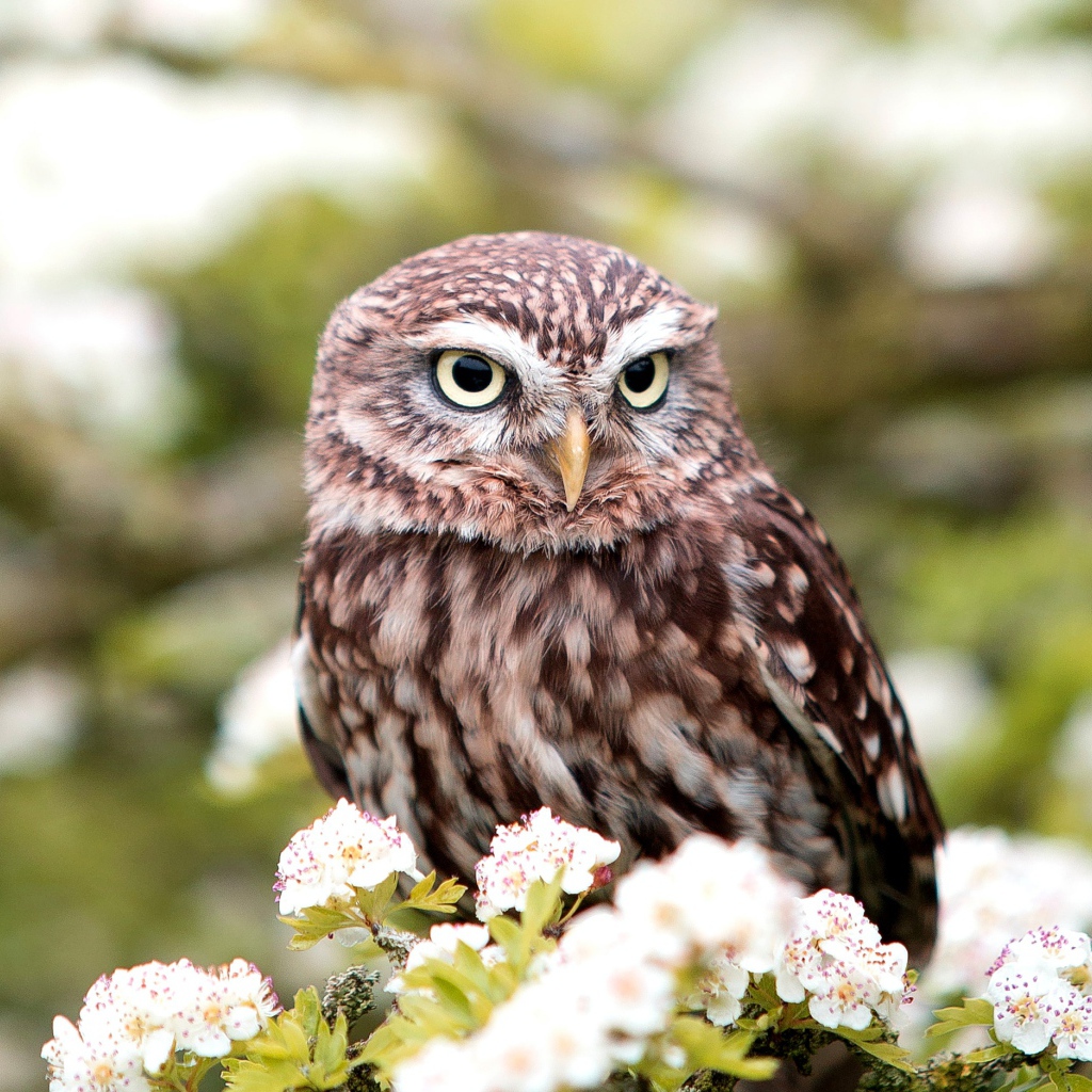 Большая сова сидит на ветке цветущей груши