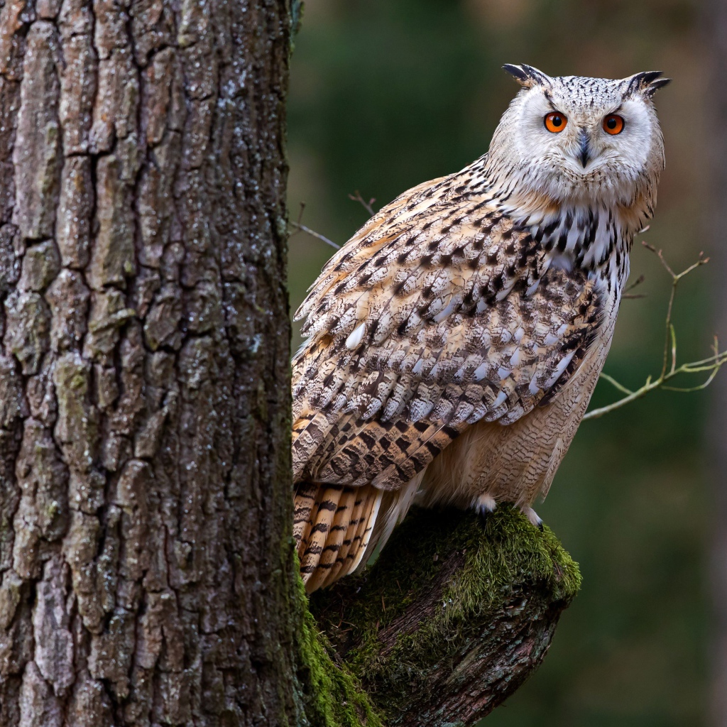Большая сова сидит на покрытой мхом ветке