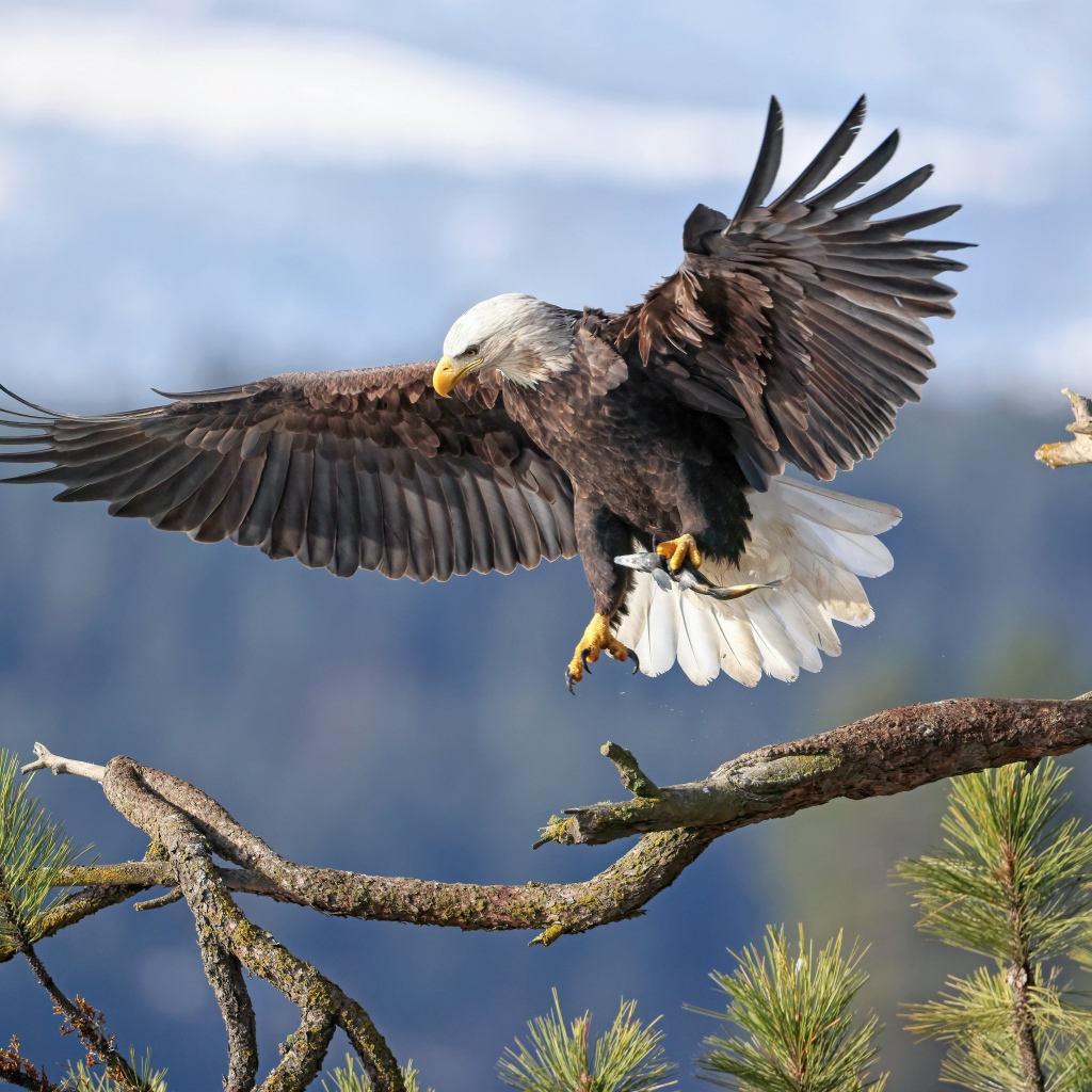 Большой хищный орел садится на ветку