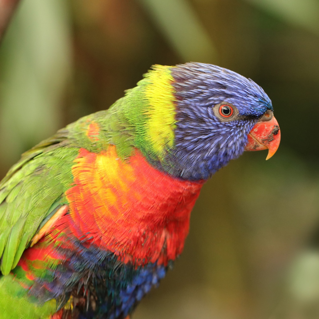 Разноцветный попугай с маленьким клювом 