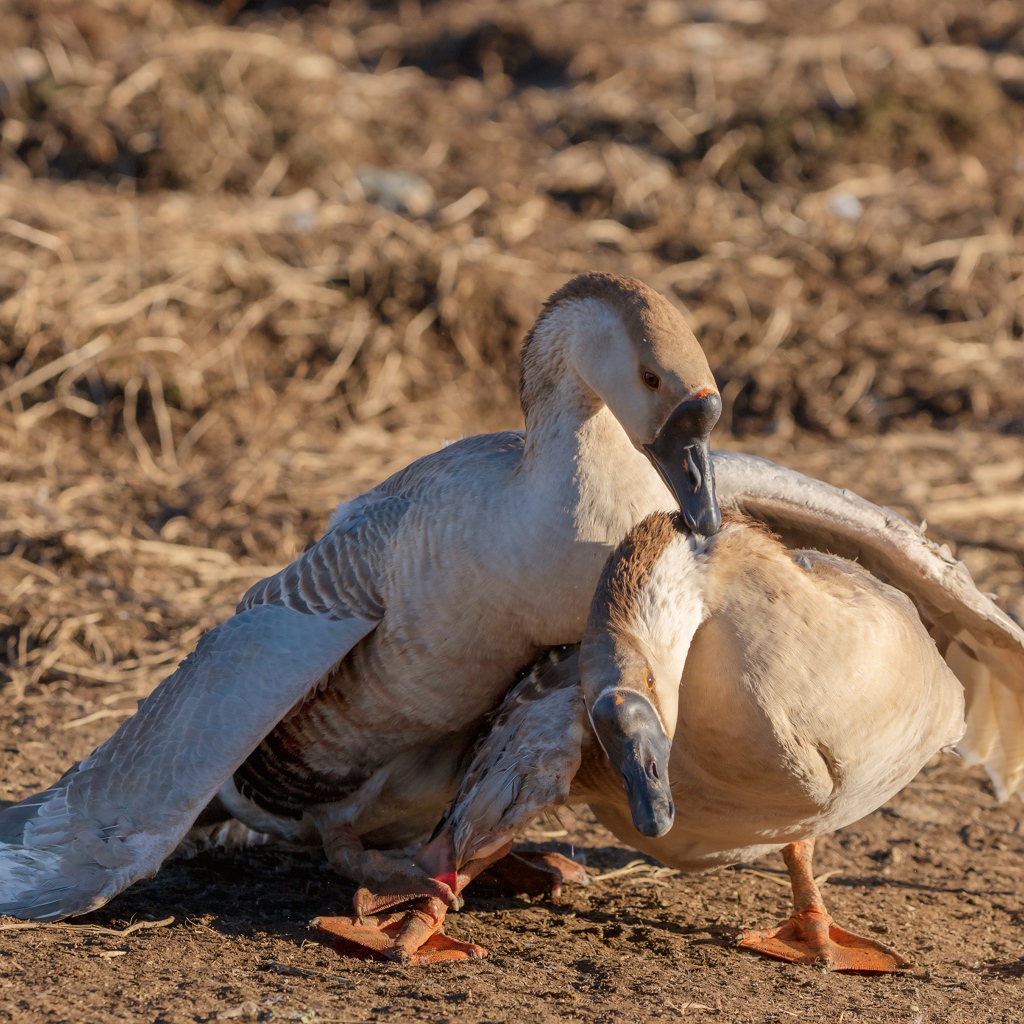 Пара серых гусей в лучах солнца 