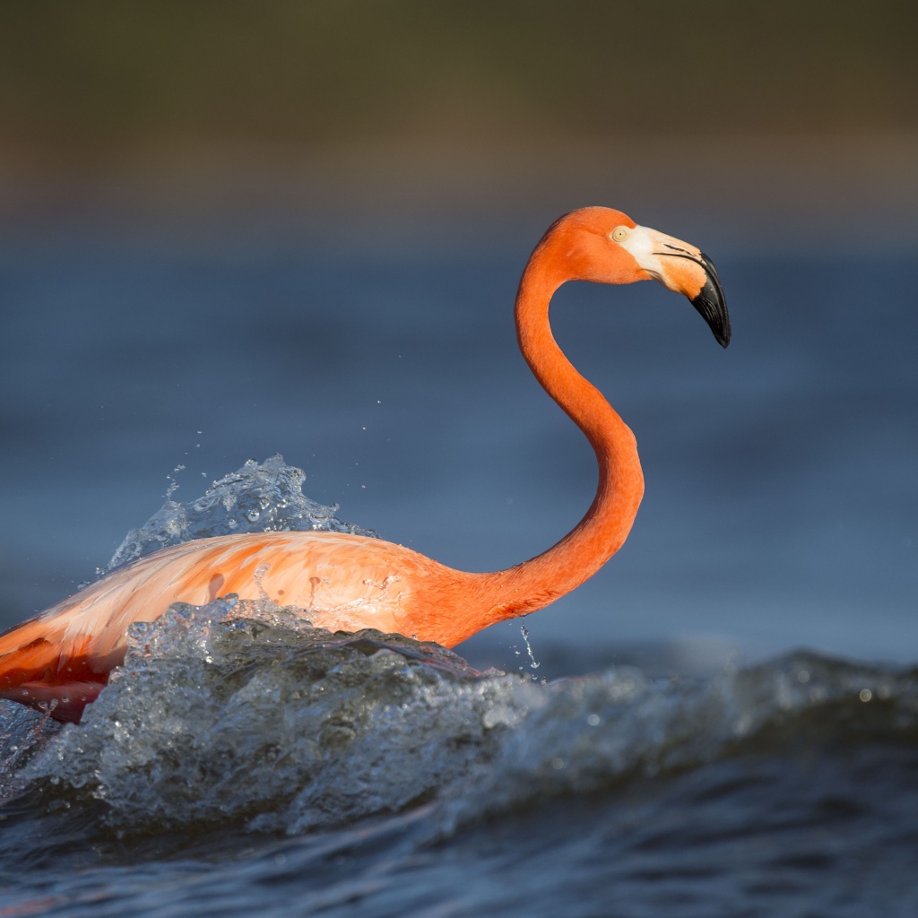 Розовый фламинго с длинным клювом стоит в воде