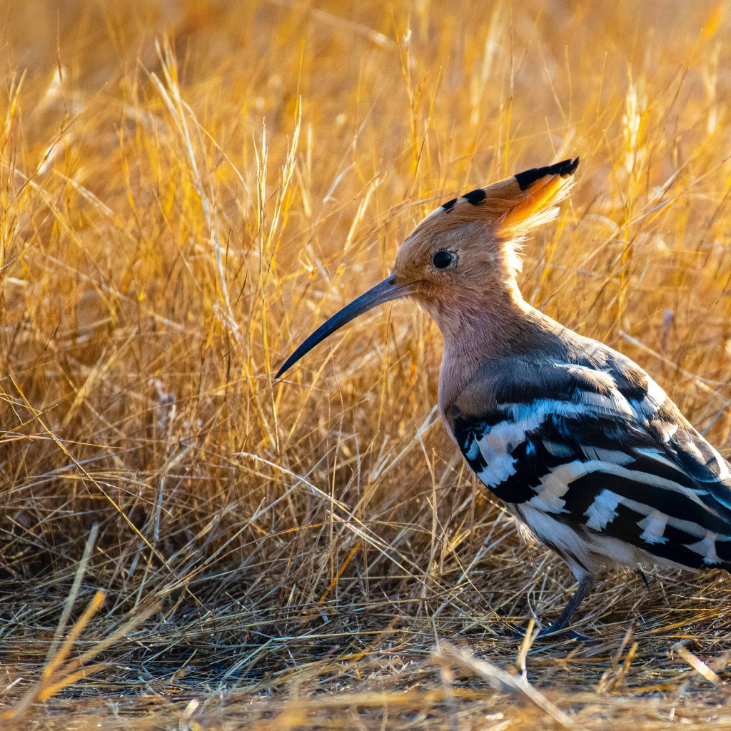Удод с острым клювом на сухой траве