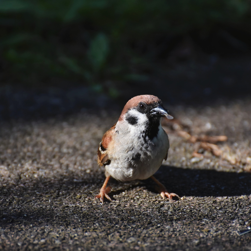 Воробей сидит на асфальте с зерном в клюве 