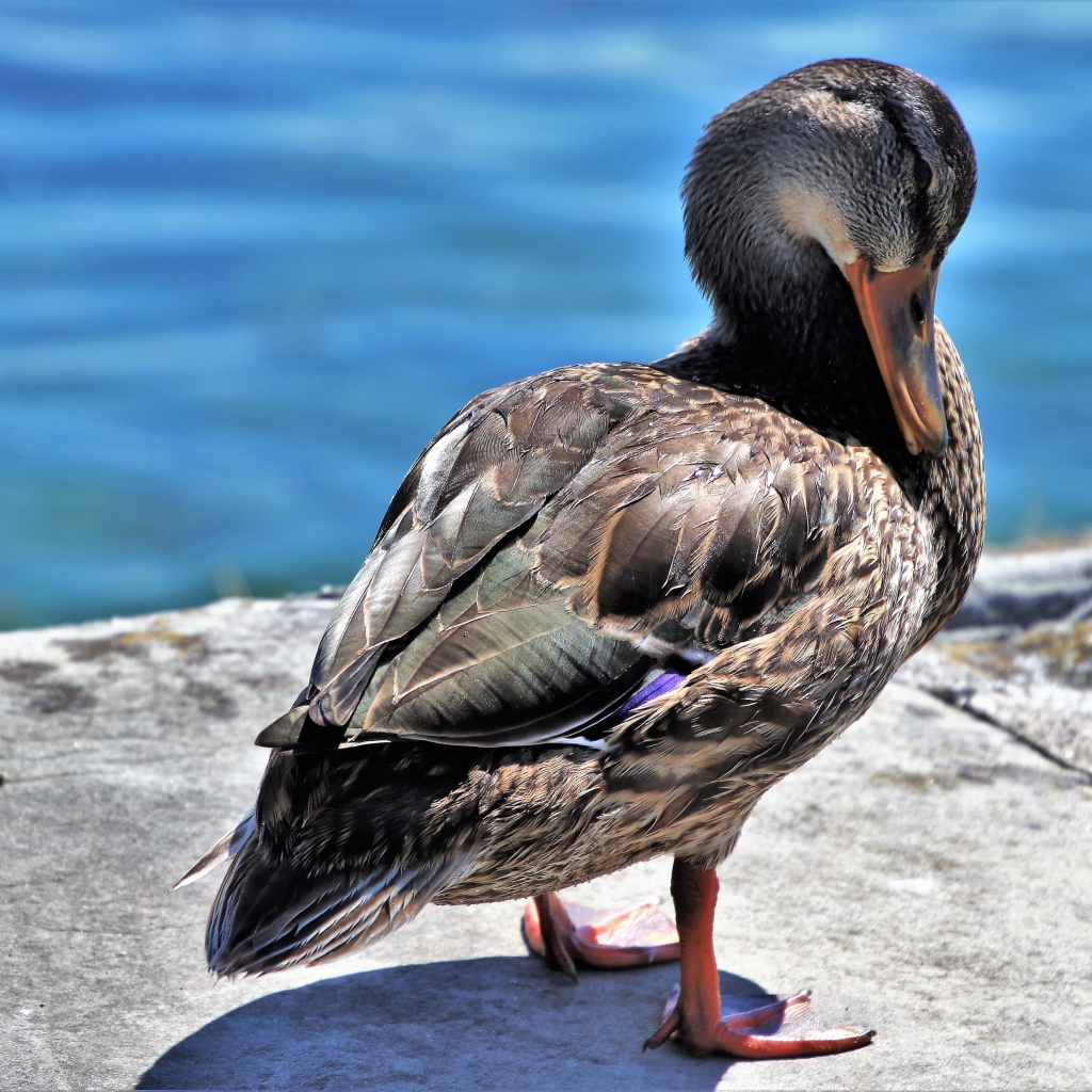 Дикая серая утка стоит у воды 